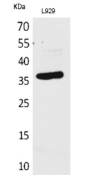 Fig.1. Western Blot analysis of L929 cells using CD300g Polyclonal Antibody. Secondary antibody (catalog#: A21020) was diluted at 1:20000.