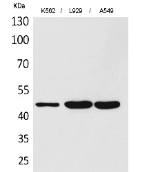 Fig.1. Western Blot analysis of K562,  L929, A549 cells using CD158z Polyclonal Antibody. Secondary antibody (catalog#: A21020) was diluted at 1:20000.