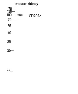 Fig.3. Western blot analysis of Mouse-kidney lysis using CD203c antibody. Antibody was diluted at 1:2000. Secondary antibody (catalog#: A21020) was diluted at 1:20000.