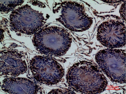 Fig.5. Immunohistochemical analysis of paraffin-embedded rat-testis, antibody was diluted at 1:100.