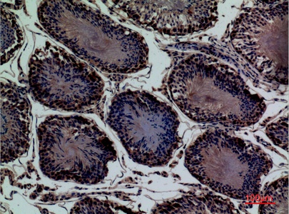 Fig.6. Immunohistochemical analysis of paraffin-embedded rat-testis, antibody was diluted at 1:100.