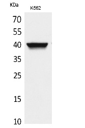 Fig.1. Western Blot analysis of K562 cells using CXCR-3 Polyclonal Antibody. Secondary antibody (catalog#: A21020) was diluted at 1:20000.