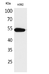 Fig. Western Blot analysis of K562 cells using CD329 Polyclonal Antibody. Secondary antibody (catalog#: A21020) was diluted at 1:20000.