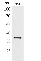 Fig.1. Western Blot analysis of K562 cells using SLAM Polyclonal Antibody. Secondary antibody (catalog#: A21020) was diluted at 1:20000.