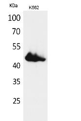 Fig.1. Western Blot analysis of K562 cells using CD177 Polyclonal Antibody. Secondary antibody (catalog#: A21020) was diluted at 1:20000.