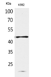 Fig.1. Western Blot analysis of K562 cells using CD241 Polyclonal Antibody. Secondary antibody (catalog#: A21020) was diluted at 1:20000.