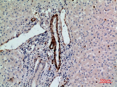 Fig.3. Immunohistochemical analysis of paraffin-embedded human-liver, antibody was diluted at 1:100.