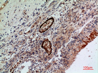 Fig.5. Immunohistochemical analysis of paraffin-embedded human-brain, antibody was diluted at 1:100.