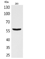 Fig.1. Western Blot analysis of 293 cells using CD276 Polyclonal Antibody. Secondary antibody (catalog#: A21020) was diluted at 1:20000.