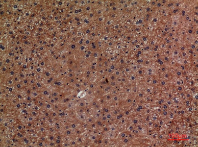 Fig.4. Immunohistochemical analysis of paraffin-embedded Mouse-liver, antibody was diluted at 1:100.