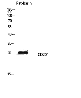 Fig.2. Western blot analysis of Rat-barin lysis using CD201 antibody. Antibody was diluted at 1:500. Secondary antibody (catalog#: A21020) was diluted at 1:20000.