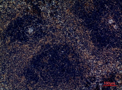Fig.5. Immunohistochemical analysis of paraffin-embedded Mouse-spleen, antibody was diluted at 1:100.
