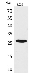 Fig.1. Western Blot analysis of L929 cells using CD159a/c Polyclonal Antibody. Secondary antibody (catalog#: A21020) was diluted at 1:20000.