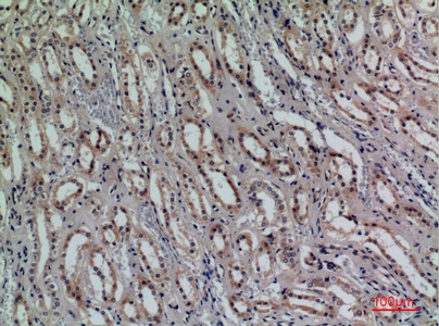 Fig.2. Immunohistochemical analysis of paraffin-embedded human-kidney, antibody was diluted at 1:100.
