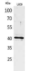 Fig.1. Western Blot analysis of L929 cells using CKR-3 Polyclonal Antibody. Secondary antibody (catalog#: A21020) was diluted at 1:20000.