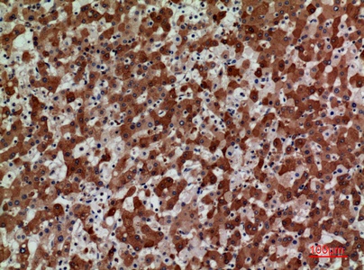 Fig.2. Immunohistochemical analysis of paraffin-embedded human-liver, antibody was diluted at 1:100.