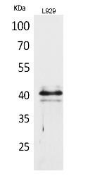 Fig.1. Western Blot analysis of L929 cells using CKR-4 Polyclonal Antibody. Secondary antibody (catalog#: A21020) was diluted at 1:20000.