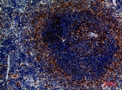 Fig.3. Immunohistochemical analysis of paraffin-embedded Mouse-spleen, antibody was diluted at 1:100.