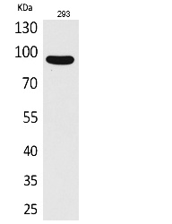 Fig.1. Western Blot analysis of 293 cells using CDCP1 Polyclonal Antibody. Secondary antibody (catalog#: A21020) was diluted at 1:20000.