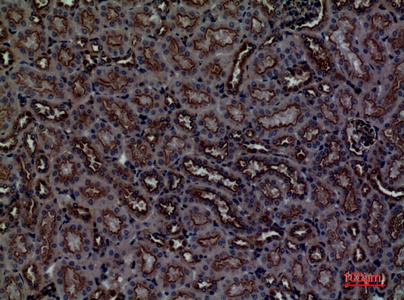Fig.3. Immunohistochemical analysis of paraffin-embedded Mouse-kidney, antibody was diluted at 1:100.