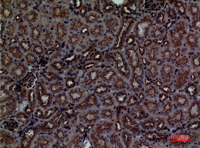 Fig.4. Immunohistochemical analysis of paraffin-embedded Mouse-kidney, antibody was diluted at 1:100.