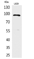 Fig. Western Blot analysis of L929 cells using MACC1 Polyclonal Antibody. Secondary antibody (catalog#: A21020) was diluted at 1:20000.