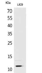 Fig. Western Blot analysis of L929 cells using MCP-2 Polyclonal Antibody. Secondary antibody (catalog#: A21020) was diluted at 1:20000.