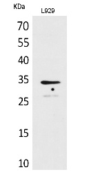 Fig. Western Blot analysis of L929 cells using Osteoglycin Polyclonal Antibody. Secondary antibody (catalog#: A21020) was diluted at 1:20000.