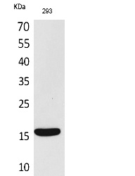 Fig. Western Blot analysis of 293 cells using PSP Polyclonal Antibody. Secondary antibody (catalog#: A21020) was diluted at 1:20000.