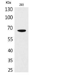 Fig.1. Western Blot analysis of 293 cells using VGF Polyclonal Antibody. Secondary antibody (catalog#: A21020) was diluted at 1:20000.