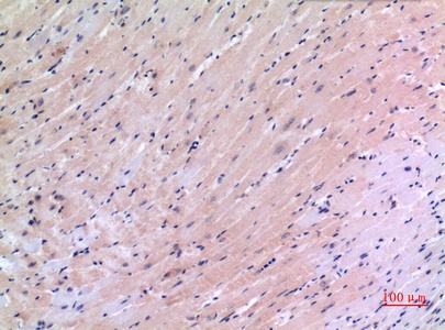Fig.3. Immunohistochemical analysis of paraffin-embedded Mouse-heart, antibody was diluted at 1:100.