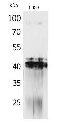 Fig.1. Western Blot analysis of L929 cells using PDGF-D Polyclonal Antibody. Secondary antibody (catalog#: A21020) was diluted at 1:20000.