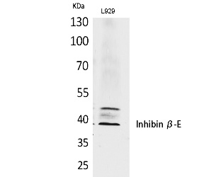 Fig.1. Western Blot analysis of L929 cells using Inhibin β-E Polyclonal Antibody. Antibody was diluted at 1:500. Secondary antibody (catalog#: A21020) was diluted at 1:20000.