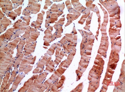 Fig.4. Immunohistochemical analysis of paraffin-embedded Mouse-muscle, antibody was diluted at 1:100.