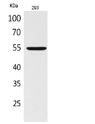 Fig.1. Western Blot analysis of 293 cells using GDF-5 Polyclonal Antibody. Secondary antibody (catalog#: A21020) was diluted at 1:20000.