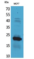 Fig.1. Western Blot analysis of MCF7 cells using IL-28 Polyclonal Antibody. Secondary antibody (catalog#: A21020) was diluted at 1:20000.
