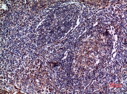 Fig.4. Immunohistochemical analysis of paraffin-embedded human-tonsil, antibody was diluted at 1:100.