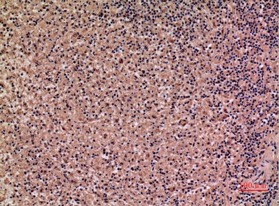 Fig.6. Immunohistochemical analysis of paraffin-embedded human-spleen, antibody was diluted at 1:100.
