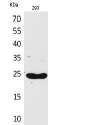 Fig.1. Western Blot analysis of 293 cells using Lymphotactin Polyclonal Antibody. Secondary antibody (catalog#: A21020) was diluted at 1:20000.