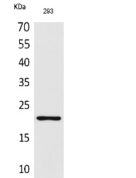 Fig.1. Western Blot analysis of 293 cells using ARP Polyclonal Antibody. Secondary antibody (catalog#: A21020) was diluted at 1:20000.