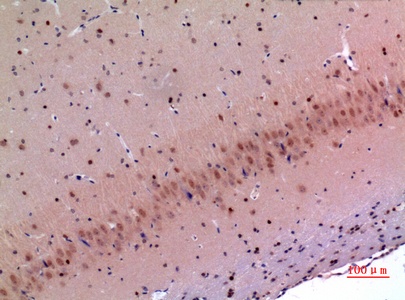 Fig.5. Immunohistochemical analysis of paraffin-embedded Mouse-brain, antibody was diluted at 1:100.