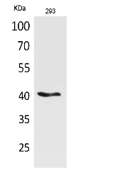 Fig.1. Western Blot analysis of 293 cells using Pax-5 Polyclonal Antibody. Secondary antibody (catalog#: A21020) was diluted at 1:20000.