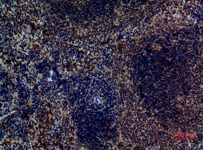Fig.4. Immunohistochemical analysis of paraffin-embedded Mouse-spleen, antibody was diluted at 1:100.