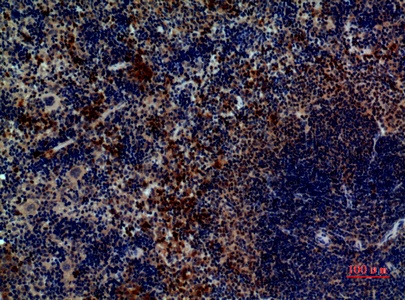 Fig.5. Immunohistochemical analysis of paraffin-embedded Mouse-spleen, antibody was diluted at 1:100.