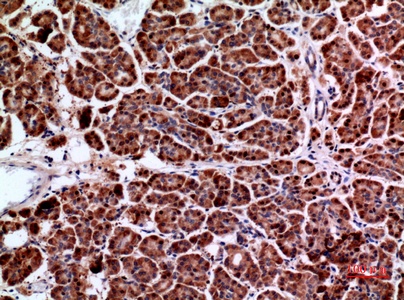 Fig.3. Immunohistochemical analysis of paraffin-embedded human-pancreas, antibody was diluted at 1:100.