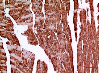 Fig.4. Immunohistochemical analysis of paraffin-embedded Mouse-muscle, antibody was diluted at 1:100.