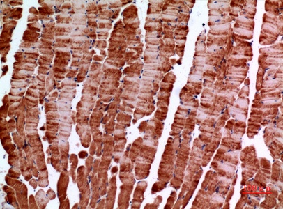 Fig.5. Immunohistochemical analysis of paraffin-embedded Mouse-muscle, antibody was diluted at 1:100.