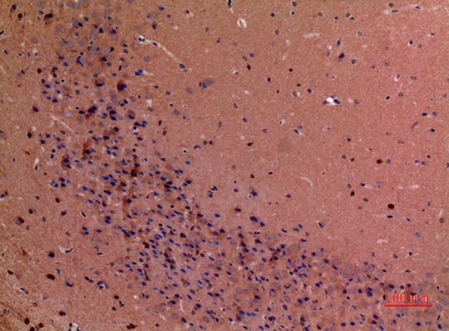 Fig.5. Immunohistochemical analysis of paraffin-embedded Mouse-brain, antibody was diluted at 1:100.
