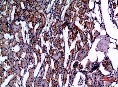 Fig.3. Immunohistochemical analysis of paraffin-embedded rat-kidney, antibody was diluted at 1:100.