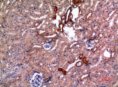 Fig.4. Immunohistochemical analysis of paraffin-embedded Mouse-kidney, antibody was diluted at 1:100.